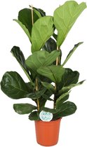 Plantenboetiek.nl | Ficus Lyrata - Ø 24cm - Hoogte 110cm