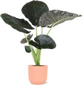 Plantenboetiek.nl | Alocasia Regal Shield in Vibes ROZE pot - Kamerplant - Hoogte 100cm - Potmaat 21cm