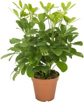 Plantenboetiek.nl | Schefflera Nora - Kamerplant - Hoogte 35cm - Potmaat 13cm