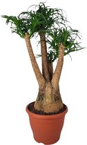 Plantenboetiek.nl | Beaucarnea Nolina - Ø 29cm - Hoogte 90cm