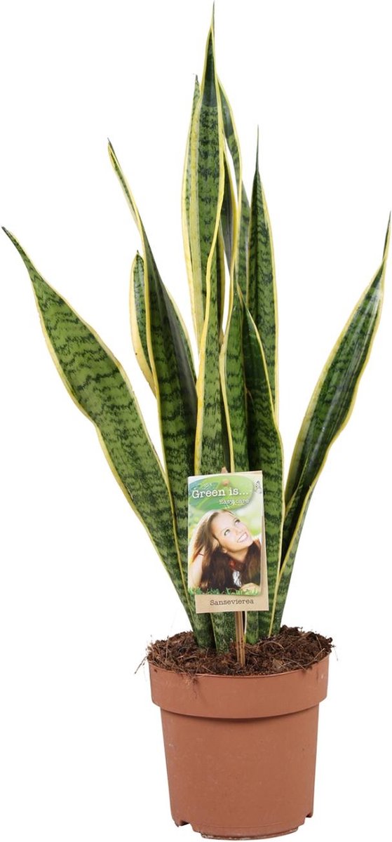 Plantenboetiek.nl | Sansevieria Trifasciata Laurentii - Ø17cm - 45-55cm hoog - Kamerplant - Groenblijvend - Cactus & Vetplanten