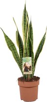Plantenboetiek.nl | Sansevieria Trifasciata Laurentii - Plante d'intérieur - Hauteur 55cm - Taille du pot 17cm