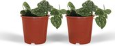 Plantenboetiek.nl | Scindapsus Pictus - Epipremnum | 2 stuks - Kamerplant - Hoogte 15cm - Potmaat 12cm