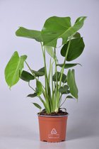Plantenboetiek.nl | Monstera Deliciosa - Kamerplant - Hoogte 60cm - Potmaat 17cm