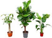 Plantenboetiek.nl | Strelitzia Nicolai - Wout L - Ficus Lyrata vertakt | 3 stuks - Kamerplant - Hoogte 70-160cm - Potmaat 27cm