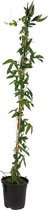 Plant in a Box - Passiflora 'Constance Elliot' XL - Passiebloem - Tuinplant - Klimplant - ⌀17 cm - Hoogte 110-120 cm