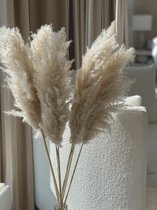 Extra fluffy pampas pluimen - nude / beige - droogbloemen 90 cm - 5 stuks