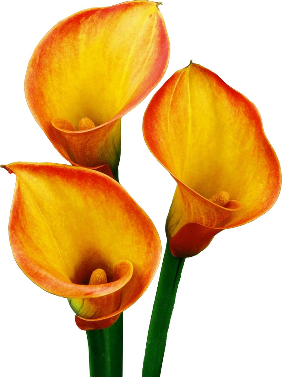 7 x Calla Bollen 'Sunset Glow' | Bloembollen zomerbloeiers | Nederlands gekweekt | Kleurrijk - The Bulb Farmers