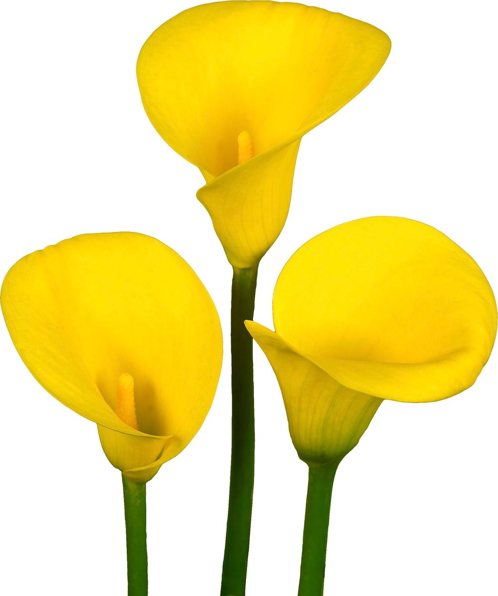 7 x Calla Bollen 'Golden Radiance' | Bloembollen zomerbloeiers | Nederlands gekweekt | Kleurrijk - The Bulb Farmers