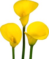 The Bulb Farmers - 10 x Calla 'Golden Radiance' - geel - bloembollen direct van de kweker - voorjaarsbloeier - bolmaat 16-18 (meest geschikte maat voor in de tuin) - Thuiswinkel waarborg