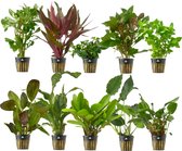 vdvelde.com - Aquariumplanten - 10 stuks - Aquariumplant - 10 planten - Plaatsing: in de bodem
