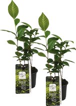 Camellia Sinensis - Theeplant - Set 2 stuks - Tuinplanten - Meerjarig - ⌀10,5 - 45-50 cm