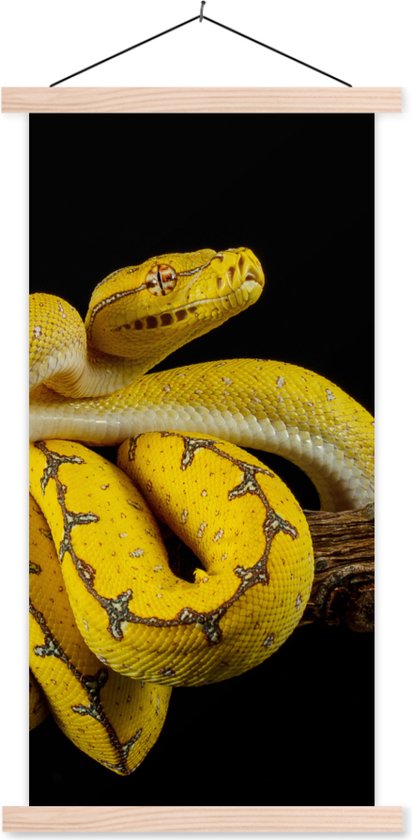 Porte-affiche avec affiche - Affiche scolaire - Serpent - Branche - Jaune - 40x80 cm - lattes vierges