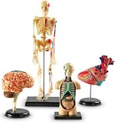 Modèles Anatomie - Bundle Set - Squelette - Torse - Anatomie