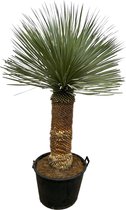 Yucca Rostrata - 180cm