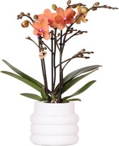 Kolibri Orchids | Oranje Phalaenopsis orchidee - Mineral Bolzano + Bubble pot white - potmaat Ø9cm | bloeiende kamerplant - vers van de kweker