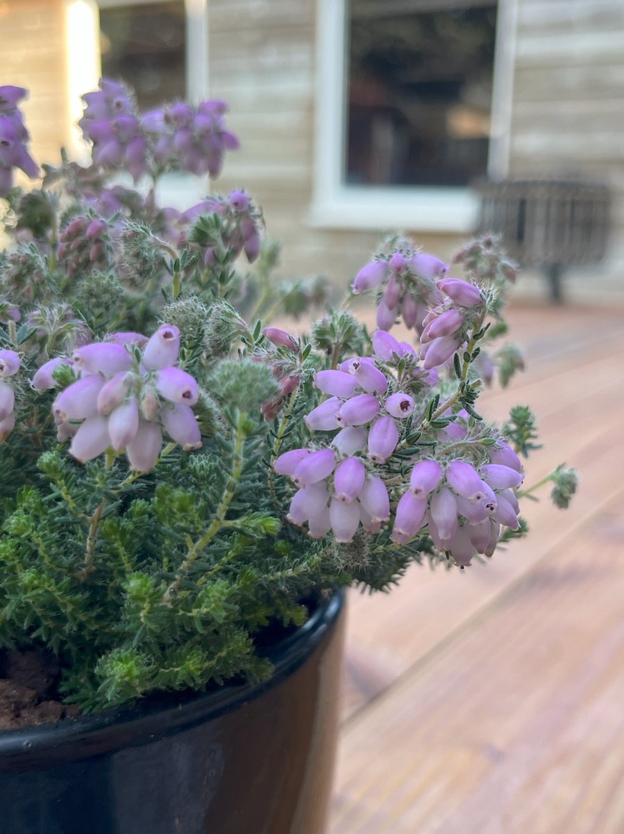 Heide Gewone dop Roze 10 Stuks Erica tetralix 'Tina' P10.5 Plant Tuinplant