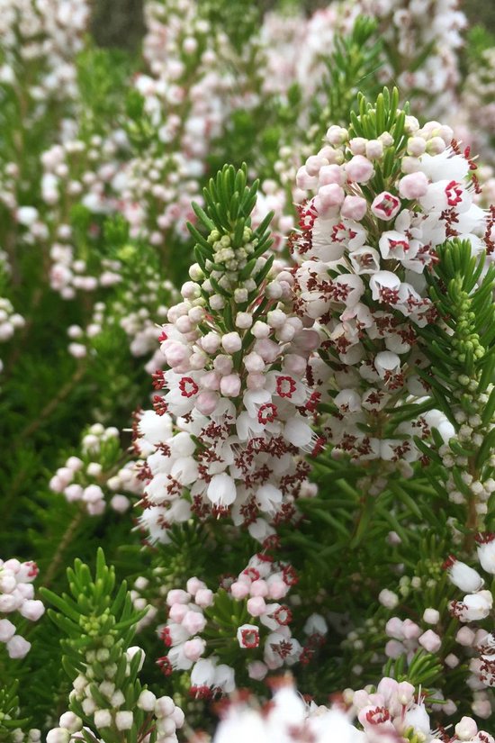 Foto: Zwerfheide wit 10 stuks erica vagans alba p9 5 plant tuinplant heide