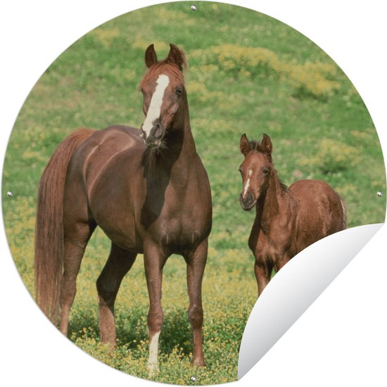 Tuincirkel Paarden - Gras - Bruin - 150x150 cm - Ronde Tuinposter - Buiten
