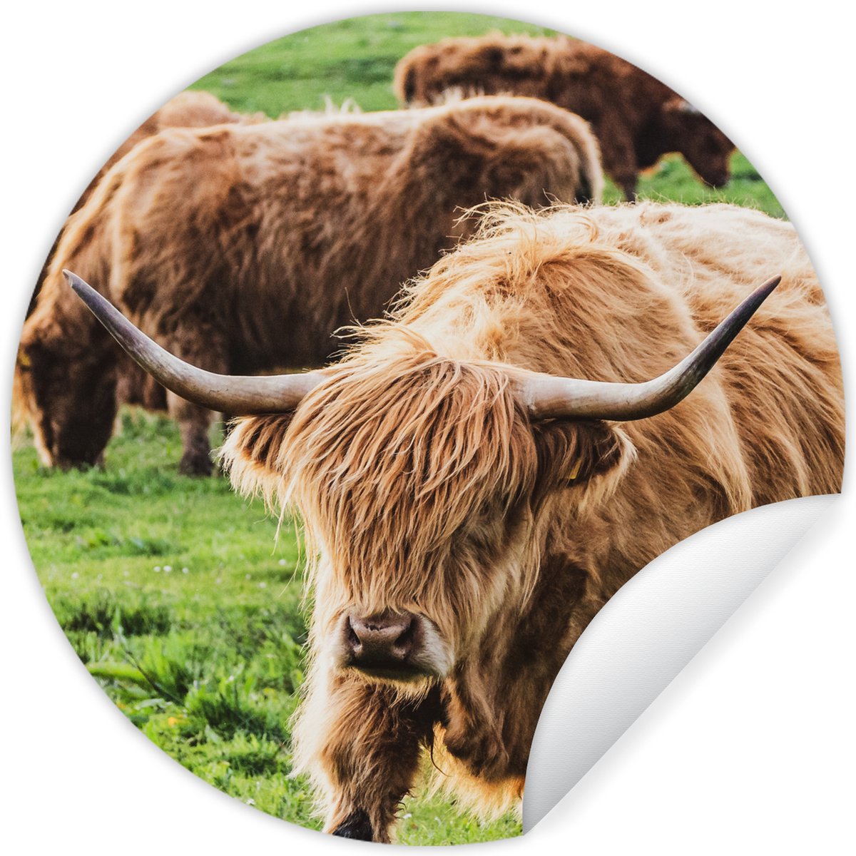 WallCircle - Muurstickers - Behangcirkel - Schotse hooglander - Koeien - Dieren - 80x80 cm - Muurcirkel - Zelfklevend - Ronde Behangsticker