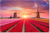 Tuinposter bloemen - Tuindecoratie tulpen - 120x80 cm - Poster voor in de tuin - Buiten decoratie Holland - Schutting tuinschilderij roze - Tuindoek muurdecoratie windmolen - Wanddecoratie balkondoek