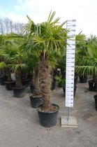 Winterharde Palmboom - Trachycarpus Fortunei - Stamhoogte 130 cm, totale hoogte 230 cm