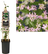 Klimplant Trachelospermum as. Pink Air (toscaanse jasmijn)