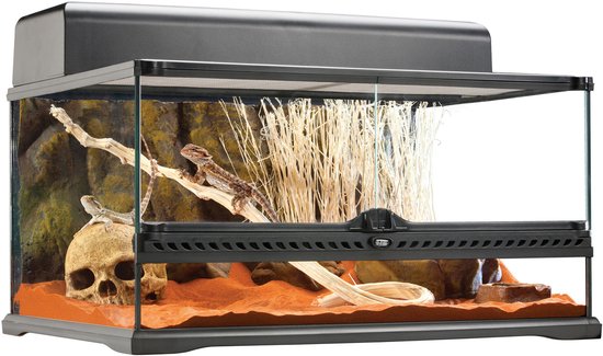 Terrarium met twee baardagamen, schedel, takken en droge planten.