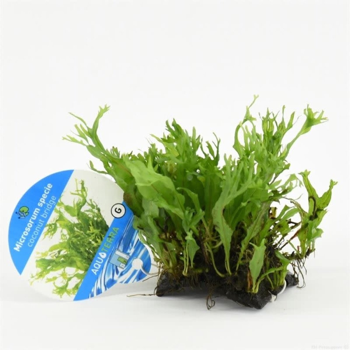 Levende Aquariumplant - Microsorum Pteropus Specie op kokosnoot brug - Moerings