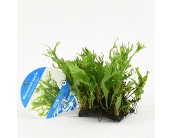 Levende Aquariumplant - Microsorum Pteropus Specie op kokosnoot brug - Moerings