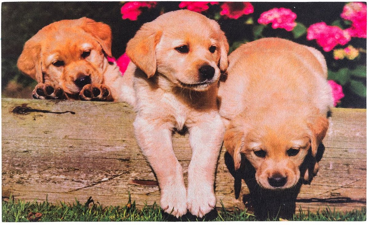 Homescapes - Bedrukte deurmat - Hond puppies - Rubber - 45x76 cm