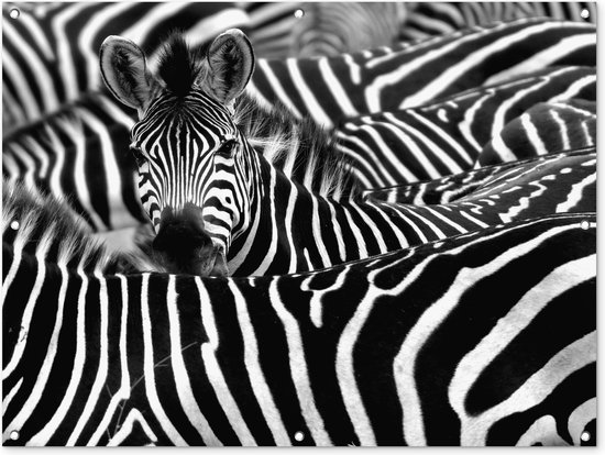 Zebra zwart-wit  Tuinposter 60x40 cm - Foto op Tuinposter (tuin decoratie)
