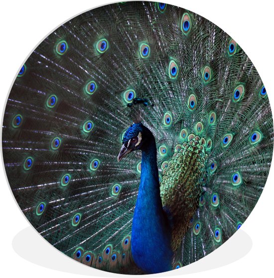 WallCircle - Cercle mural ⌀ 90 - Paon - Ressorts - Couleurs - Tableaux ronds salon - Plaque murale ronde - Cercle Décoration murale - Décoration chambre intérieur - Décoration murale - Accessoires de maison
