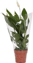 Plantenboetiek.nl | Spathiphyllum Alana - Ø 12cm - Hoogte 45cm
