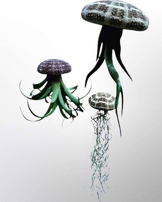 Foto: 3 stuks jelly fish met verschillende soorten luchtplantjes in alfonso zee egels luchtplantjes airplants hangplant kamerplanten