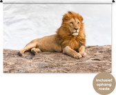 Tapisserie Lions - Lion couché Tapisserie coton 180x120 cm - Tapisserie avec photo XXL / Groot format !