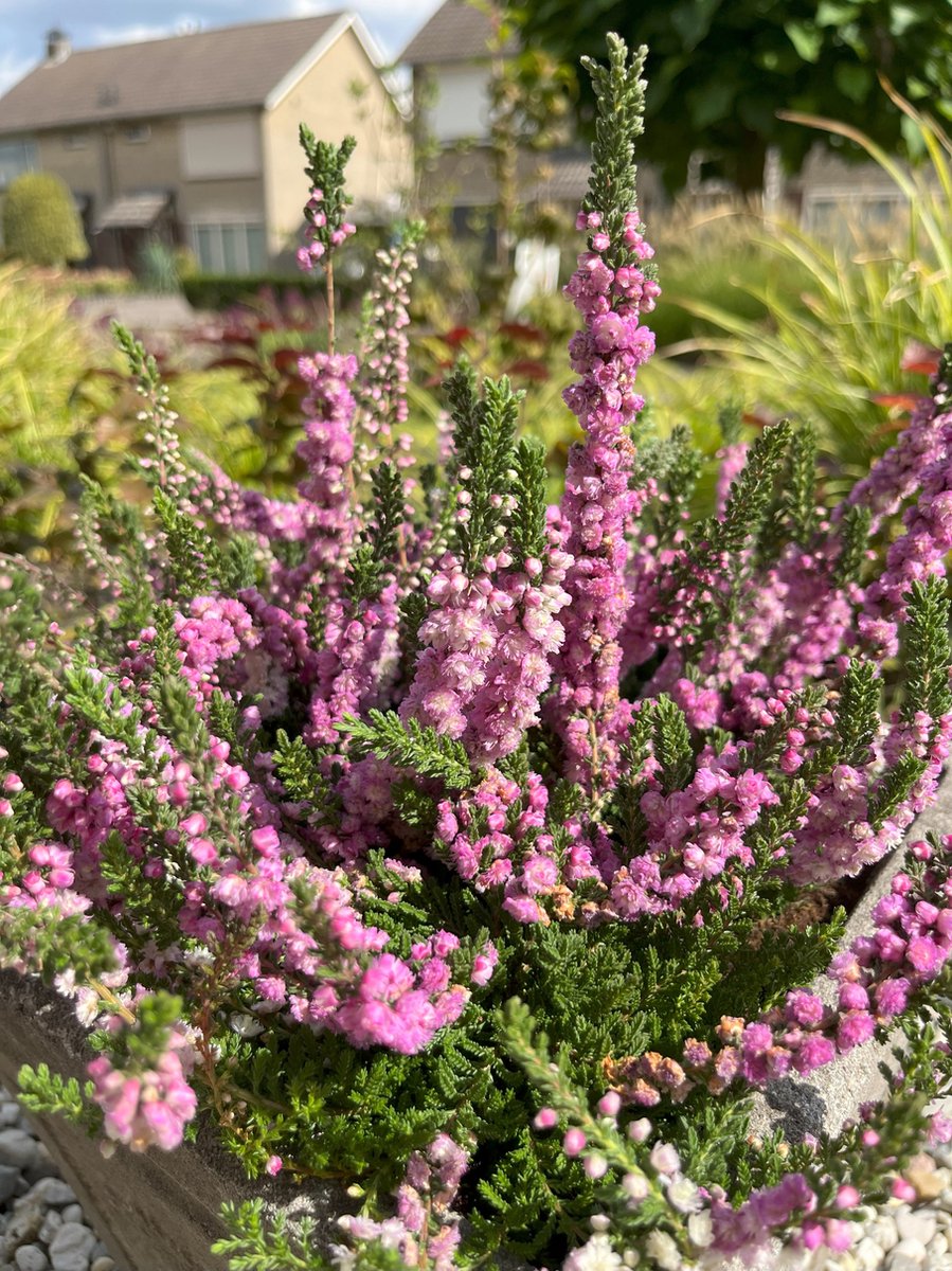 Heide Zomer Roze 6 Stuks Calluna vulgaris 'Annemarie' 1 5L Plant Tuinplant