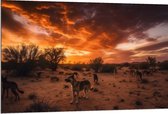 Dibond - Dieren - Honden - Landschap - Zonsondergang - Planten - 120x80 cm Foto op Aluminium (Met Ophangsysteem)