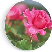 Artaza Forex Muurcirkel Roze Roos Met Waterdruppels - 50x50 cm - Klein - Wandcirkel - Rond Schilderij - Muurdecoratie Cirkel
