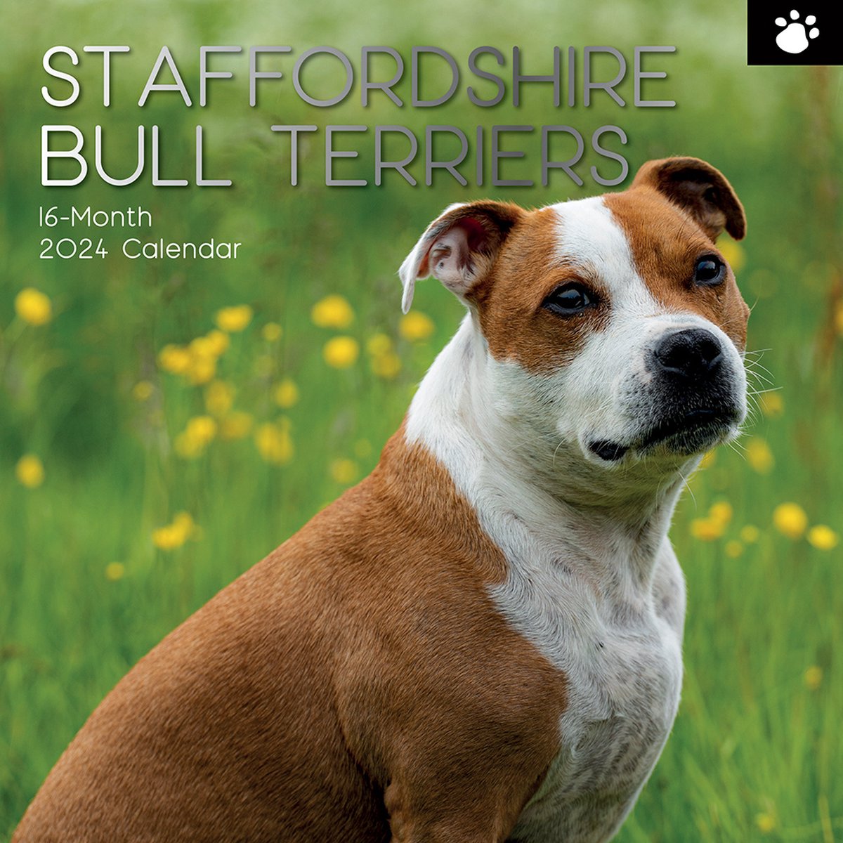 Staffordshire Bull Terrier Kalender 2024