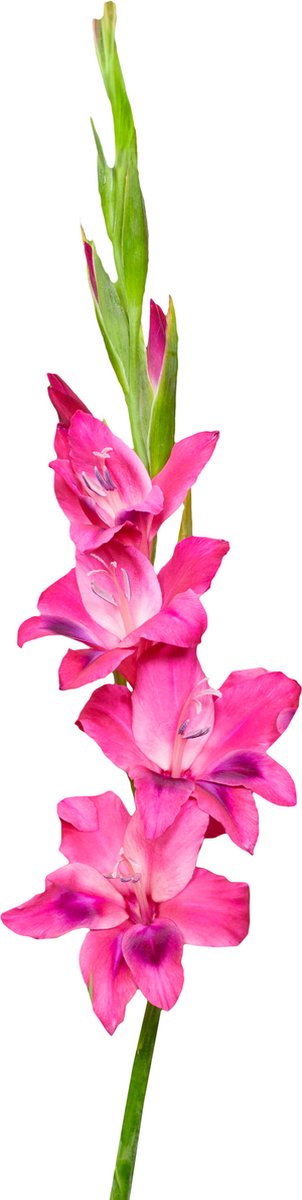 Gladiolenbollen 60 x 'Vulcano' - The Bulb Farmers - Zomer - NL gekweekt - Gladiolen Bollen - Bloembollen