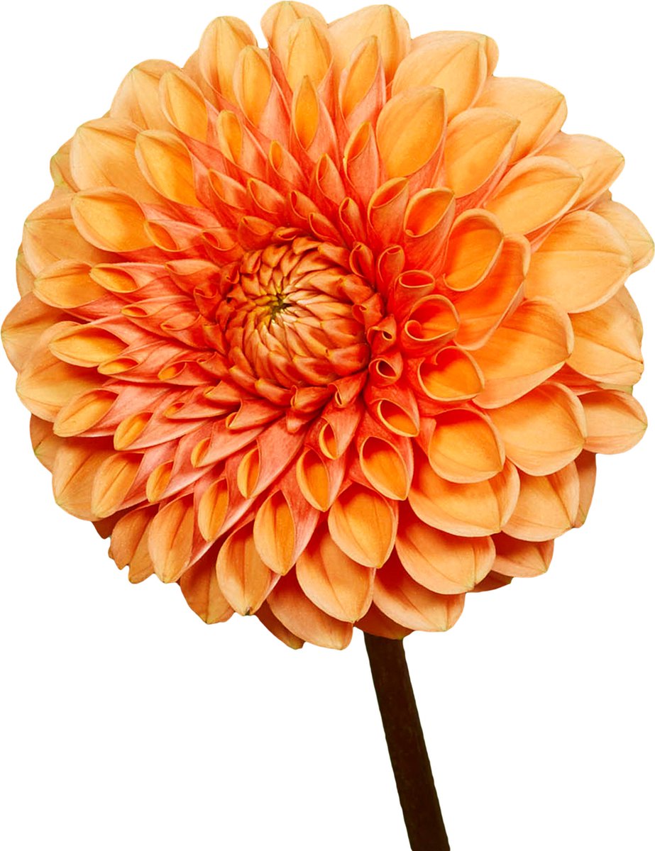 8 x Dahlia Knollen 'Sylvia' | Bloembollen zomerbloeiers | Nederlands gekweekt | Kleurrijke Dahliabollen - The Bulb Farmers