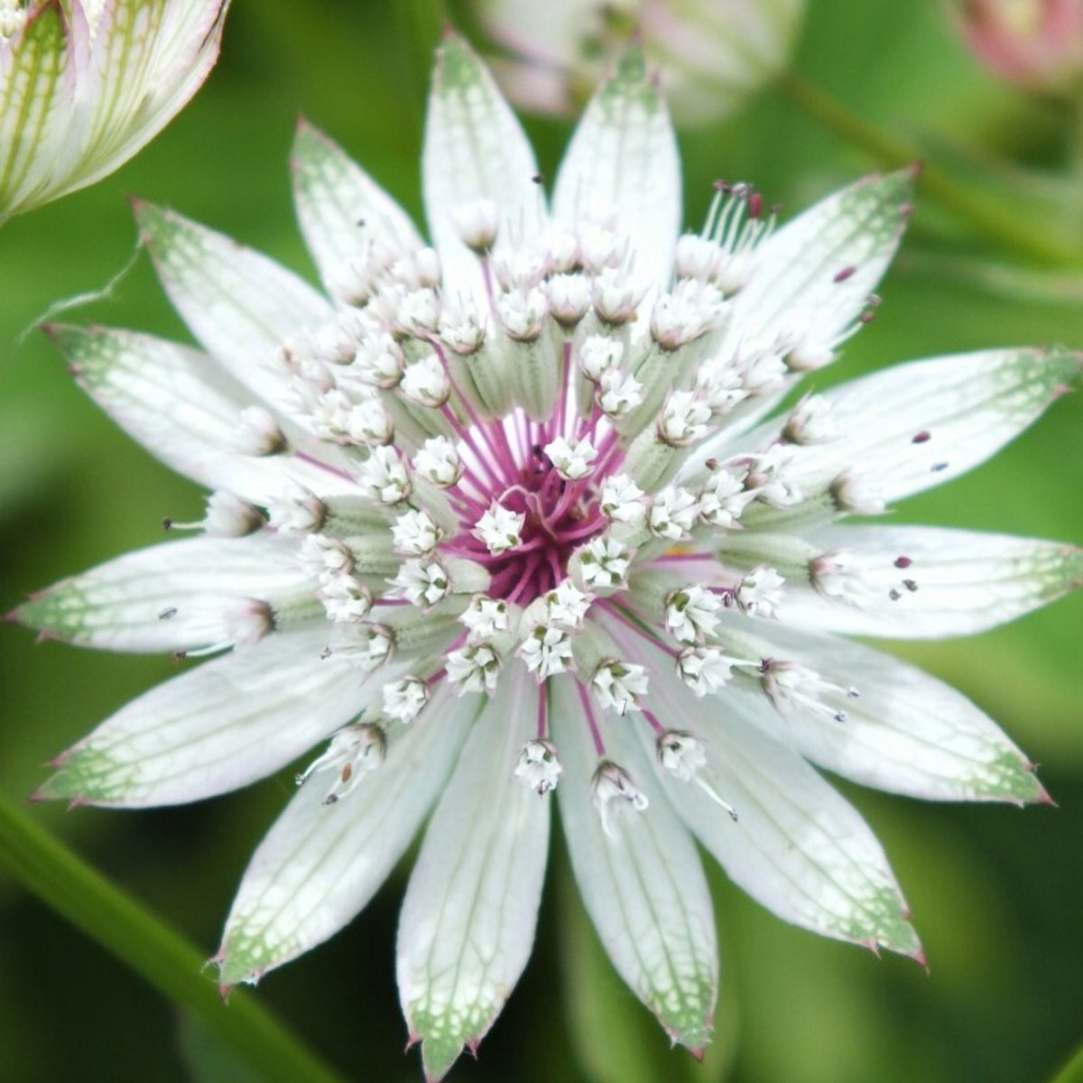 12 x Astrantia major - Zeeuws Knoopje in 9x9 pot met hoogte 0-10cm
