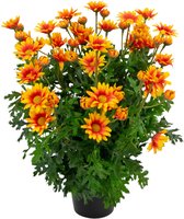 Greenmoods Kunstplanten - Kunstplant - Daisy - Oranje - Zijde - 31 cm