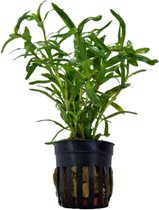 AQUAlook Heteranthera Zosterifolia | Sterrenkruid | in 5 cm pot