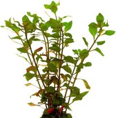 AQUAlook Ludwigia Palustris | Waterlepeltje | rood in bos met loodje Waterplant
