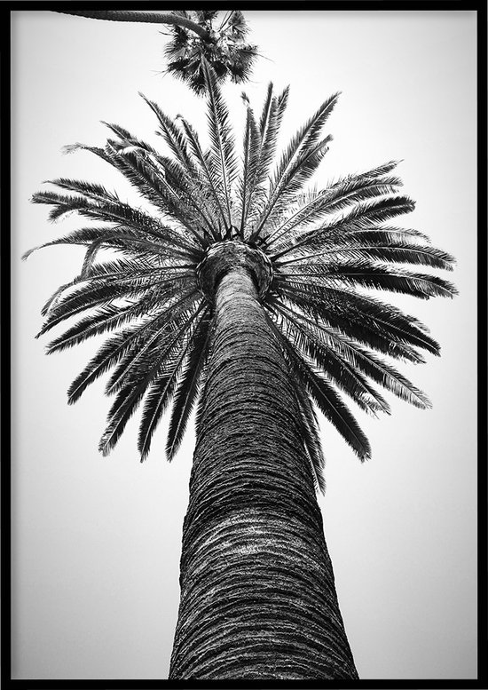 Poster Palmbomen zwart-wit - Natuur poster - 30x40 cm - inclusief lijst - WALLLL