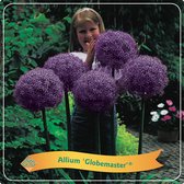 Allium 'Globemaster' C5 cm