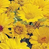 MRS Seeds & Mixtures Zomerbloemenmengsel - Gele Tinten – Groeihoogte: 20-80 cm – 11 bloemsoorten - Lokt bijen, hommels en vlinders