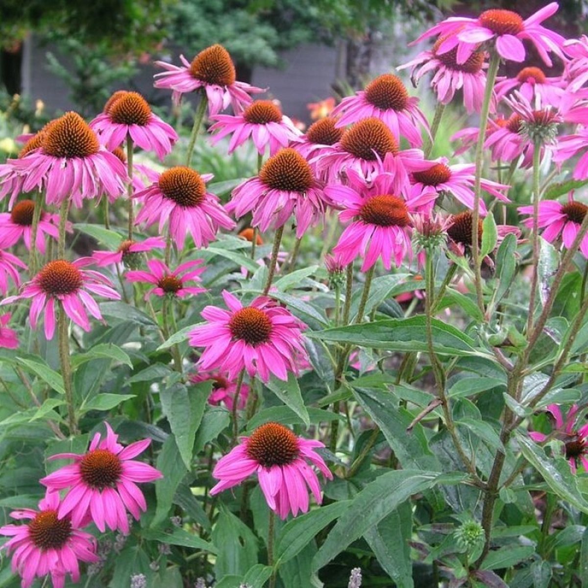 25 x Roze Zonnehoed Rubinstern - Winterharde Tuinplant - Echinacea purpurea 'Rubinstern' in 9x9 pot met hoogte 0-10cm